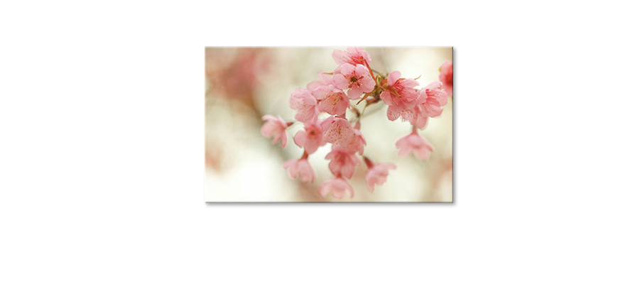 Décor-moderne-Cherry-Blossoms-80x50-cm