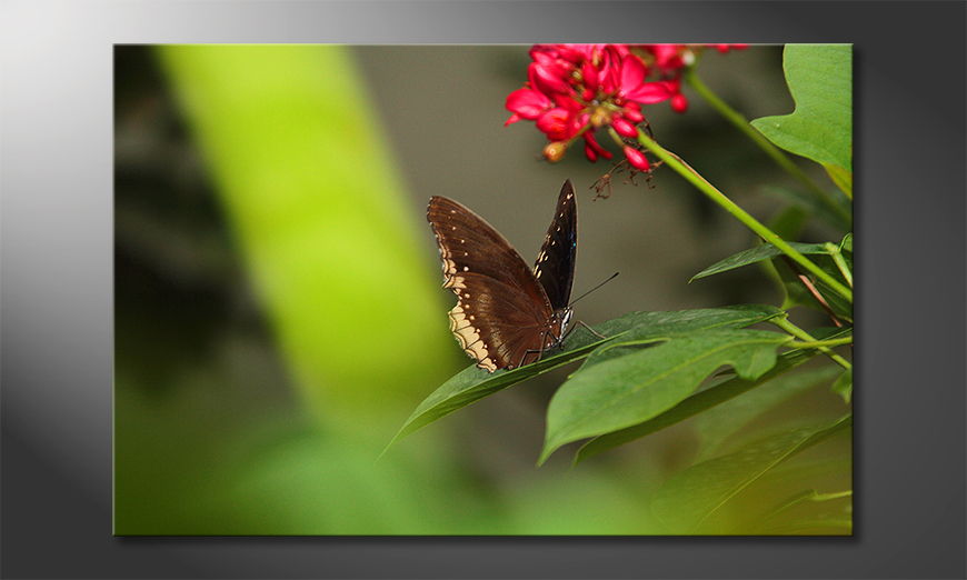 Le-tableau-imprimé-Brown-Butterfly