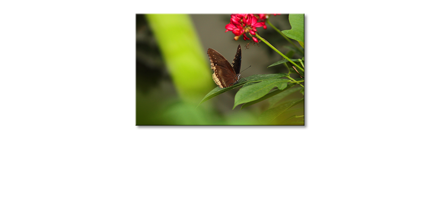 Le-tableau-imprimé-Brown-Butterfly