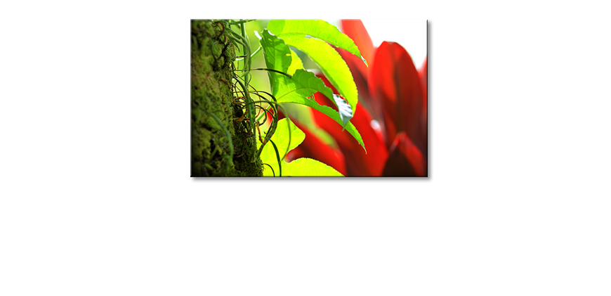 Le-tableau-mural-Red-Green-Nature