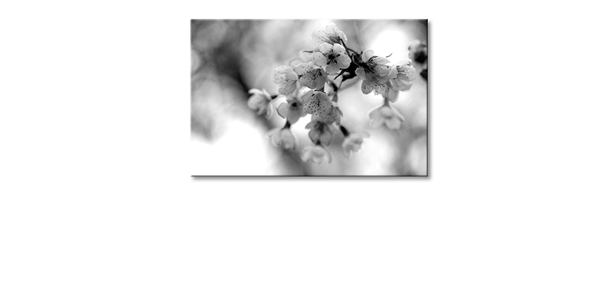 Les-tableau-imprimés-Cherry-Blossoms