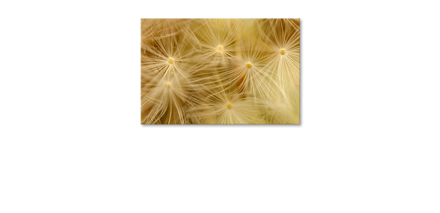 Limpression-sur-toile-Dandelion-Closeup