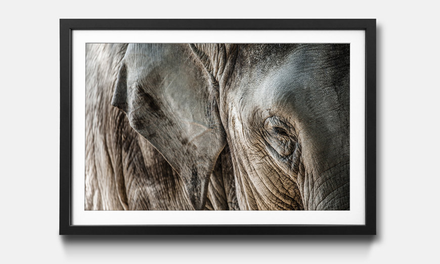 La reproduction encadrée Elephant Close Up