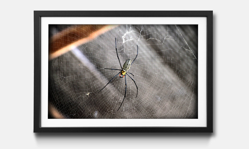 Reproduction encadrée Beauty Of Spider