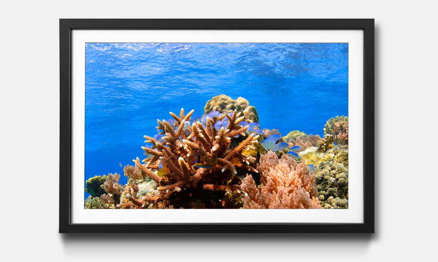 Tableau encadrée Corals Reef
