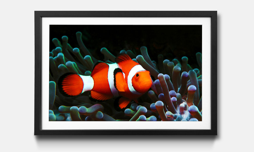 Tableau encadrée Nemo