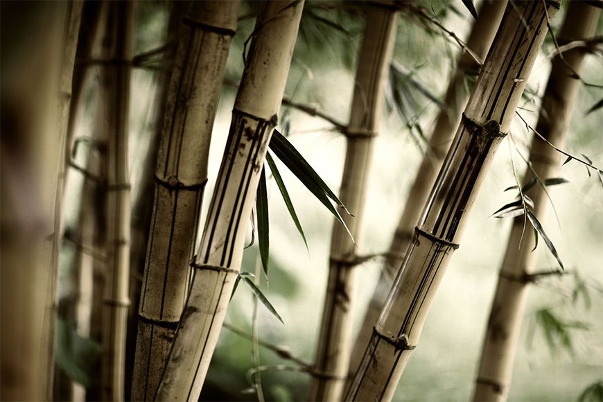 Papier peint Bamboo 120x80cm et plus