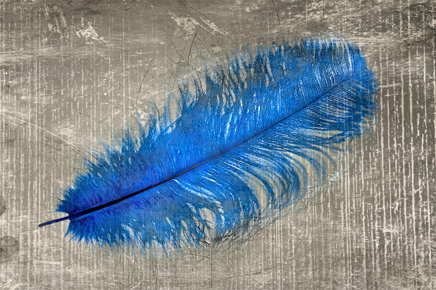 Papier peint Feather In Blue